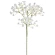 Gipsofilija (Gypsophila ), 50 cm, baltos spalvos
