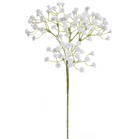 Ģipsene (Gypsophila), 50 cm, baltā krāsā
