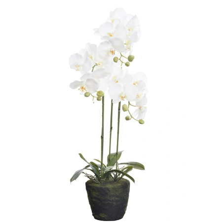 Orchid in Pot, 80 cm