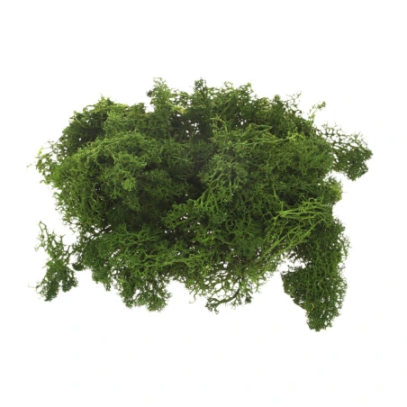 Moss, 1 kg, Olive Green