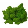 Preserved Moss, Green Color, 200 g