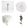 Preserved Rose, White Color, Ø 5–5.5 cm × H 54 cm