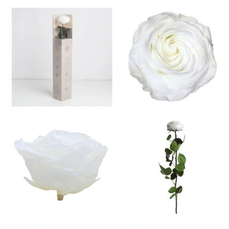 Preserved Rose, White Color, Ø 6,5–8.5 cm × H 54 cm