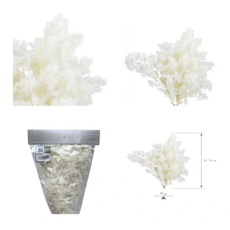 Stabilized Ming Fern, White Color