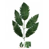 Artificial Leaf