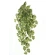 Philodendron 80 cm