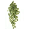 Philodendron 80 cm