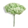 Stabilized Hydrangea (Hydrangea), 15×20 cm, Citrus Green