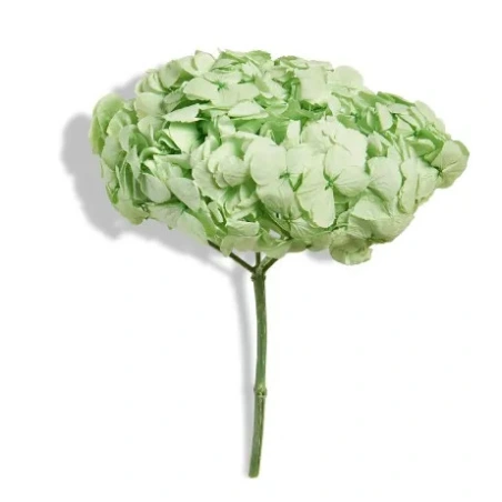 Stabilized Hydrangea (Hydrangea), 15×20 cm, Citrus Green