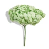 Stabilized Hydrangea (Hydrangea), 15×20 cm, Citrus Green