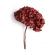 Stabilized Hydrangea (Hydrangea), 15×20 cm, red