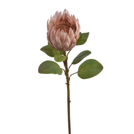 Protea, dirbtinis augalas, 67 cm, rudos spalvos