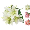 Liliju pušķis, 30 cm