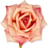 Rose Blooms, Ø14 × H 7 cm, 1 pk. – 6 pcs.