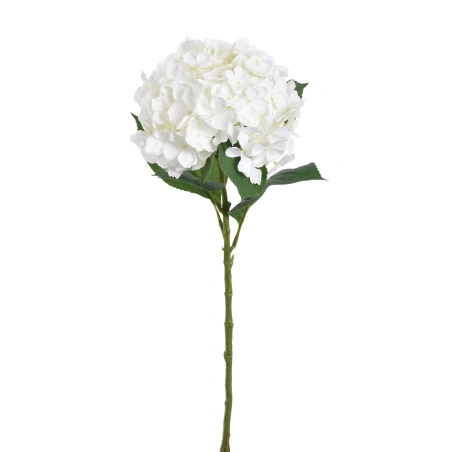 Hortenzija, 70 cm, baltā krāsā