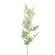 Plumosus Branch, 65 cm, Green Color