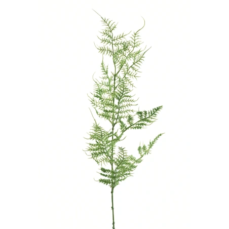 Plūmosa zars, 65 cm, zaļā krāsā