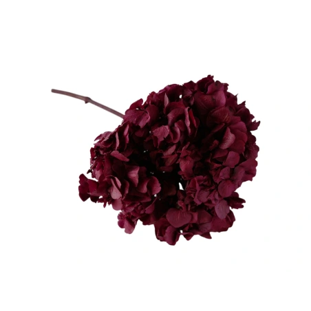 Stabilizēta hortenzija (Hydrangea), 15×20 cm, tumši rozā krāsā