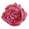 Soap Peony Blossom SF2003, 7×9 cm, Burgundy Color
