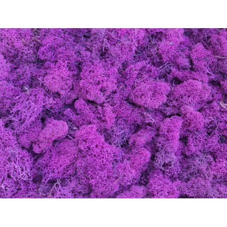 Preserved Moss, 200 g, Fuchsia