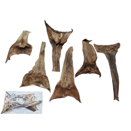 Agava, 20–25 cm, natūrali, 1 pak. - 6 vnt.