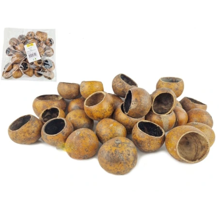 Auksinė ankštis, 2–4 cm, 1 pak. - 24 vnt.