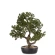 Dirbtinis bonsai medelis, 47×41×35 cm
