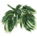 Mango Leaf, 67 cm
