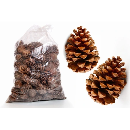 Kankorėžiai, natūralūs, 10-14 cm