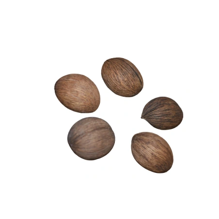 Kokosas, 7-10 cm